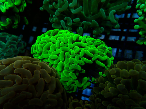 Hammer small bright green