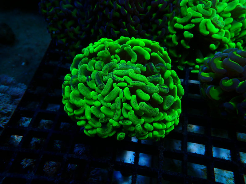Hammer bight mottled small