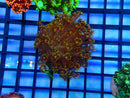 Monsoon Aquatics Grassfire Goni Frag with green polyps