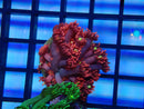 Monsoon Aquatics Pink Goni Frag