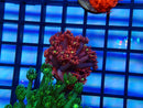 Monsoon Aquatics Pink Goni Frag