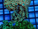 Monsoon Aquatics Ultra Alveo Frag