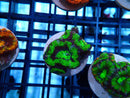 Acan Lord Frag Green