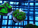 Acan Lord Frag Green