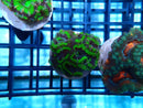 Acan Lord Frag Green