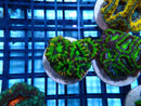Acan Lord Frag Green