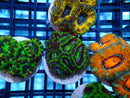 Acan Lord Frag Green