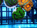 Acan Lord Frag Green