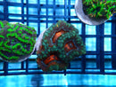 Acan Lord Frag Ultra