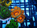 Acan Lord Frag Ultra