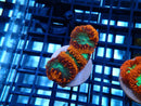 Blastomussa Frag Ultra