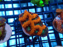 Blastomussa Frag Ultra