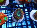 Blastomussa Frag Ultra/Rare