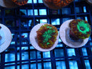Blastomussa Frag Ultra/Rare