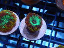 Blastomussa Frag Ultra/Rare