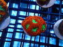 Blastomussa Frag