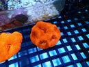 Bowerbanki Acan Bright Red