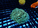 Alveopora small-medium Ultra