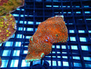 Montipora Ultra smll-med