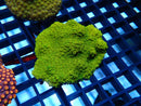 Cyphastrea Ultra medium