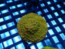 Cyphastrea Ultra large Frag