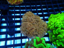 Hammer Ultra small