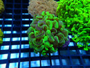 Hammer Ultra small