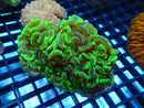 Hammer Ultra small-med