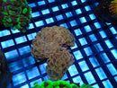 Hammer Ultra small