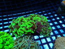 Hammer Ultra small-med