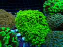 Hammer Toxic Green medium