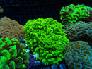 Hammer Toxic Green medium