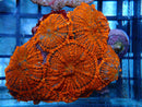 Ultra Rhodactis Display Piece