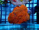 Ultra Rhodactis Display Piece