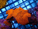 Ultra Rhodactis Rock (3 rhodactis)
