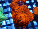 Ultra Rhodactis Rock (2 rhodactis)