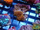 Morph Ultra/Unique orange spotted