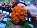 Ultra Rhodactis