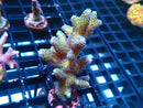 Local Grown SPS Frag Seriatopora