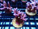 Local Grown SPS Frag Pink Bnest