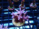 Local Grown SPS Frag Pink Bnest