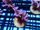 Local Grown SPS Frag Pink Bnest