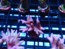 Local Grown SPS Frag Pink Bnest