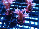 Local Grown SPS Frag Pink Bnest