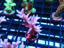 Local Grown SPS Frag Pink Bnest