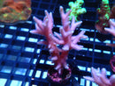 Local Grown SPS Frag Pink Bnest