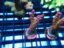 Acro Frag 'Frankies Gumdrops'