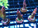 Acro Frag 'Frankies Gumdrops'