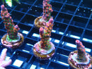 Acro Frag 'Frankies Gumdrops'