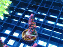 Acro Frag 'Frankies Gumdrops'